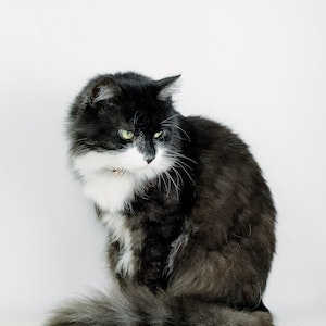 Katze